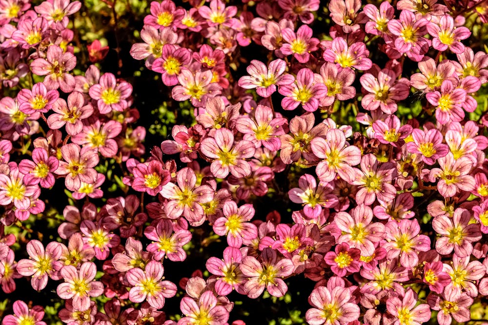 Saxifrage de Sorteny